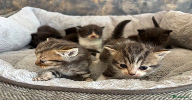 Mixed Breed cats - Advert 6