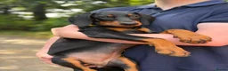 Dobermann dogs for sale: READY NOW- Outstanding KC Dobermann Pups🇧🇷 - Advert 7
