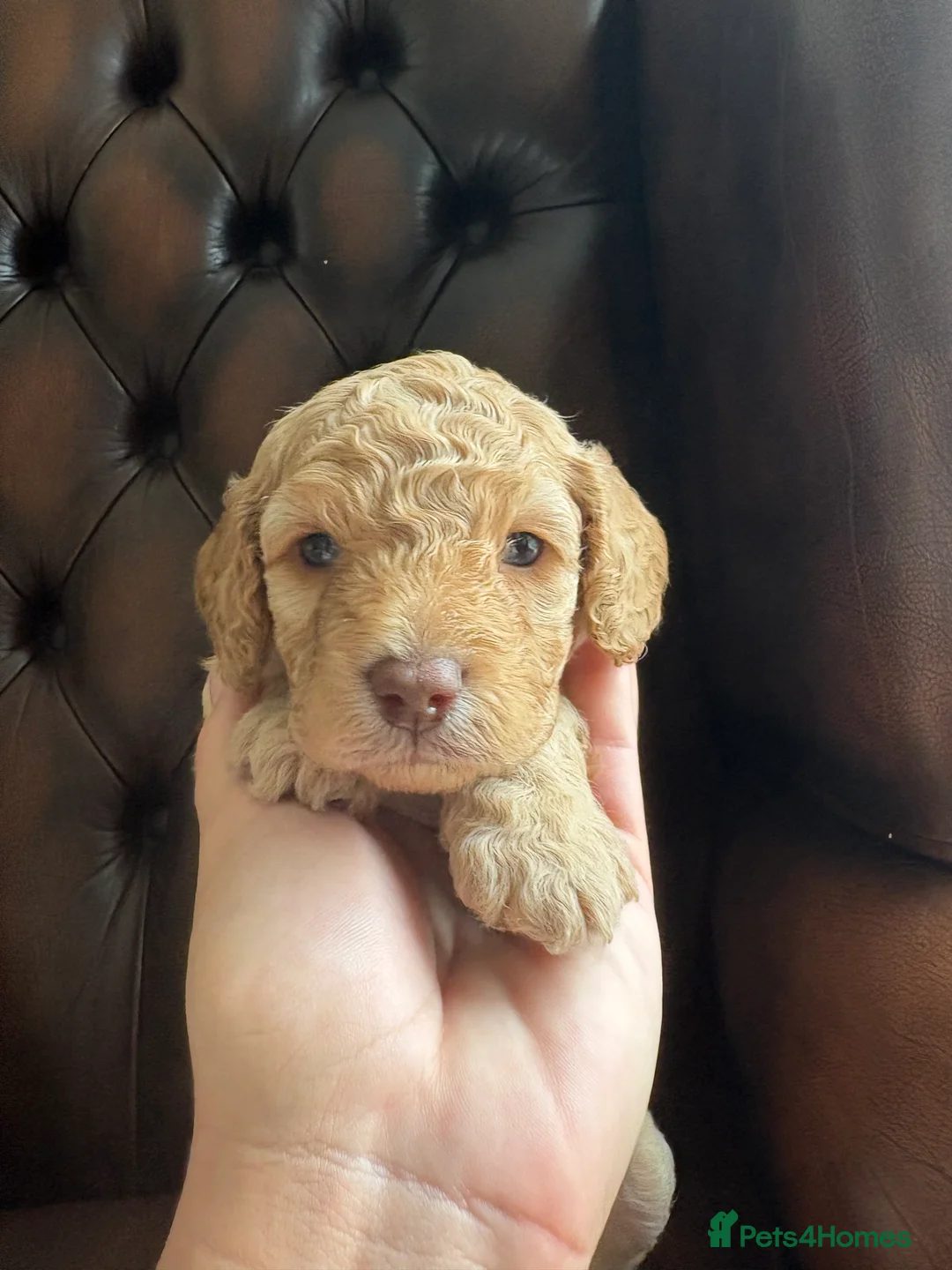 Cavapoo dogs for sale: Cavapoo Puppies in Portsmouth - Advert 2