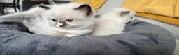 Ragdoll cats for sale: Gorgeous Ragdoll kittens  in Larkhall - Advert 7