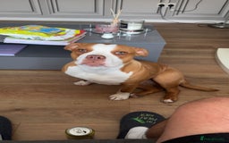 Mixed Breed dogs for sale: Staffie x pocket bully 10 months old - Image 3