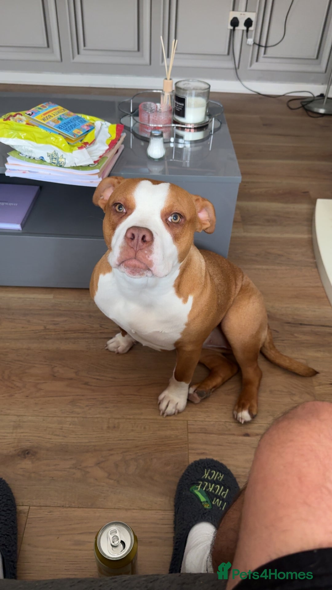 Mixed Breed dogs for sale: Staffie x pocket bully 10 months old - Image 3