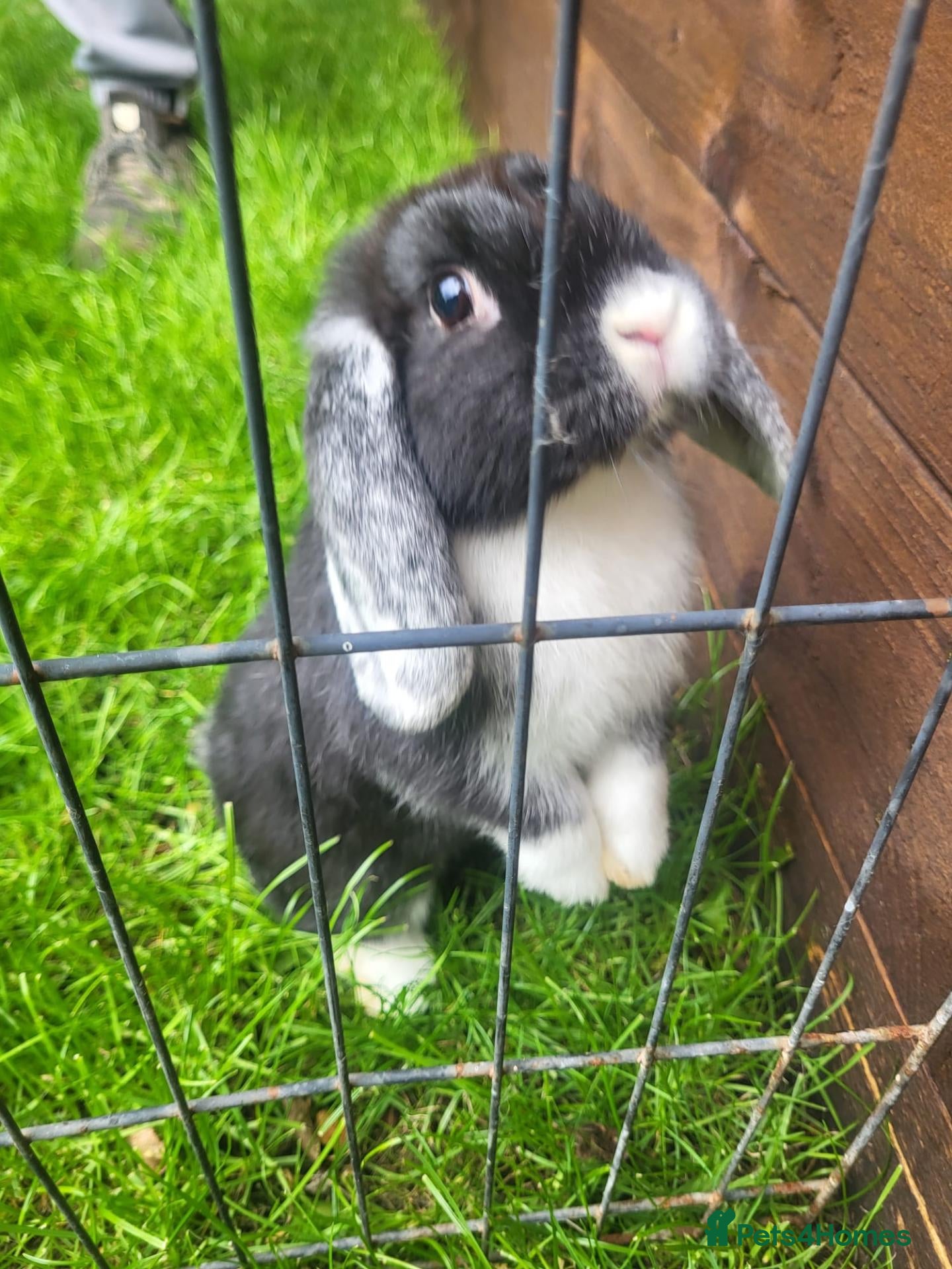 Mini Lop rabbits Gorgeous Mini lops child friendly  - Advert 9