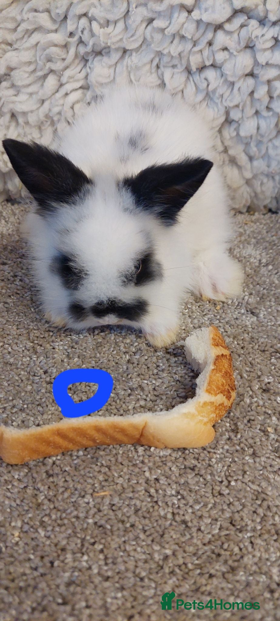 Lionhead rabbits Loinhead babys ready to reserve  - Advert 16