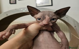 Sphynx cats for sale: Sphynx kittens  - Image 7