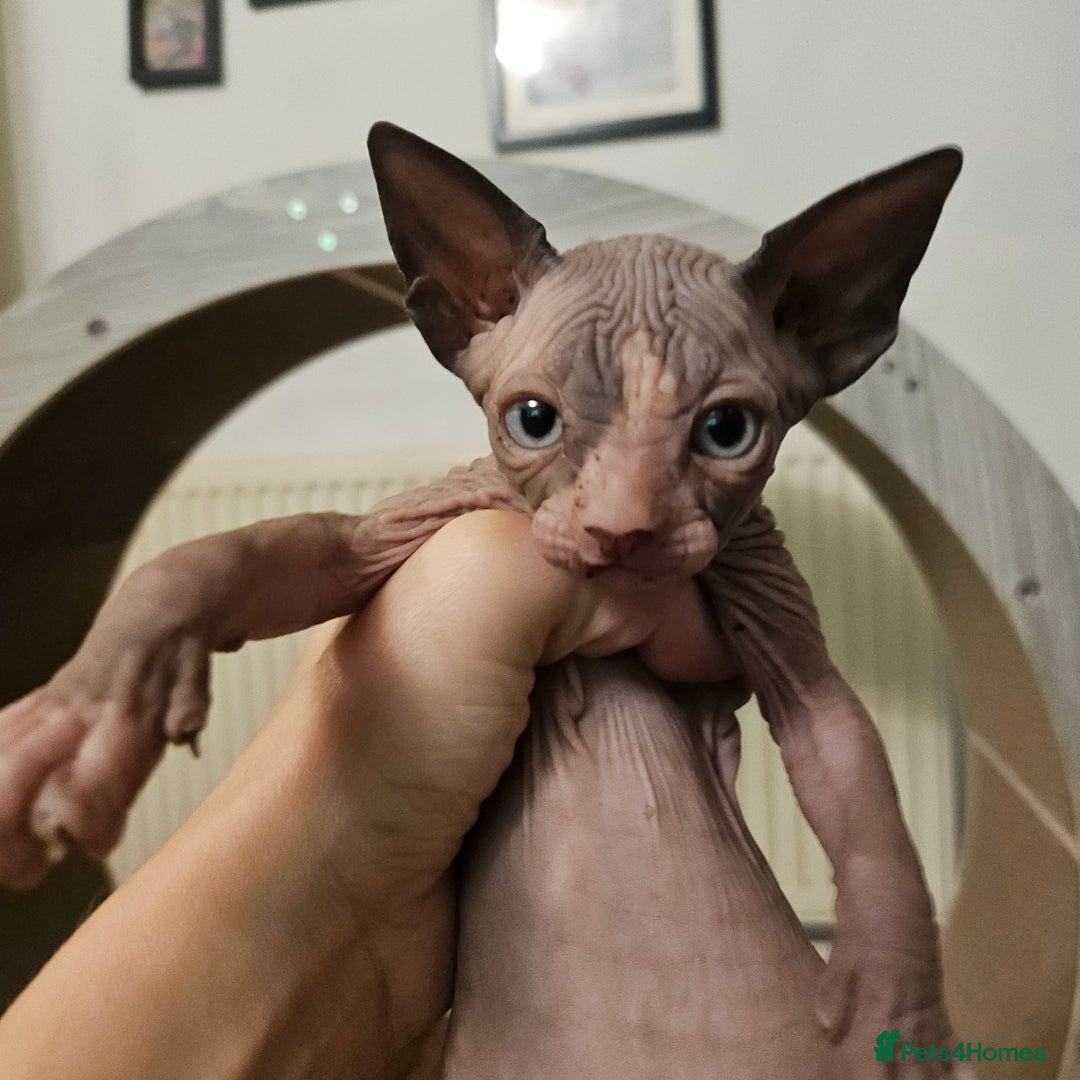Sphynx cats for sale: Sphynx kittens  - Image 7