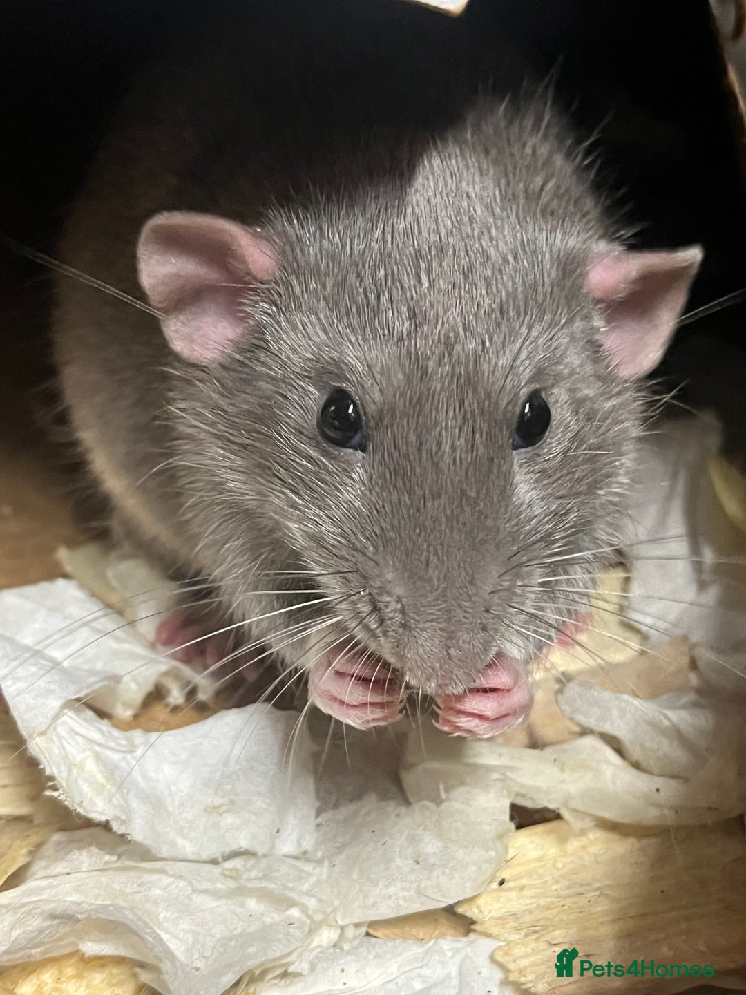 Rat rodents for sale: Two male rats approx 8 months old - Image 2