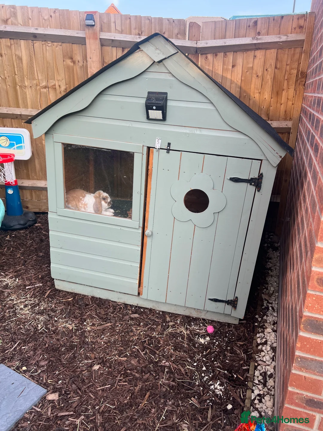 Mixed Breed rabbits for sale: Male rabbit looking for a new home in Lincoln - Advert 4