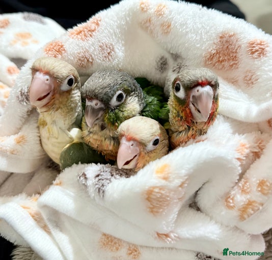 Gallery Image {{count}}