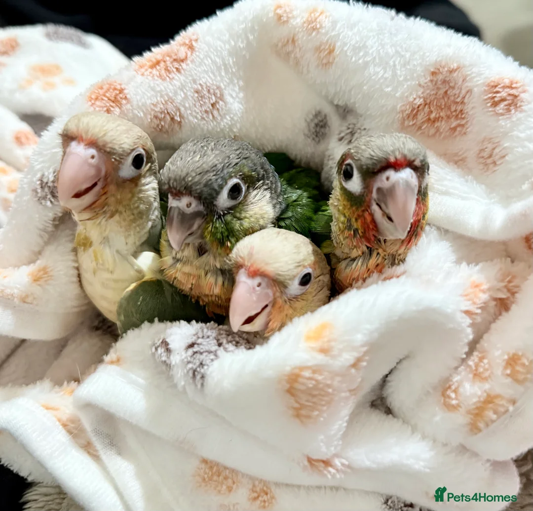 Gallery Image {{count}}