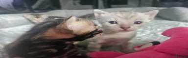 Bengal Kitten 5