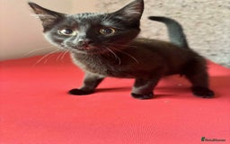 Mixed Breed cats for sale: Mixed breed cats  - Image 1