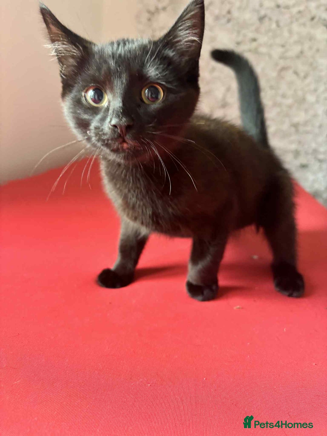 Mixed Breed cats for sale: Mixed breed cats  - Image 1