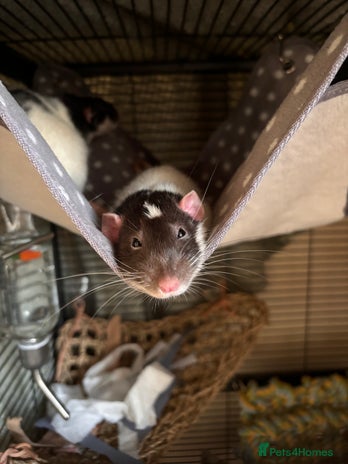 Buy Rats Rat rodents for sale | Pets4Homes
