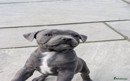 Staffordshire Bull Terrier dogs for sale: Champion Bred - Staffordshire Bull Terrier Puppies - Image 16