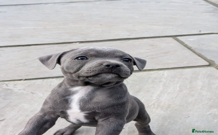 Staffordshire Bull Terrier dogs - Advert 7