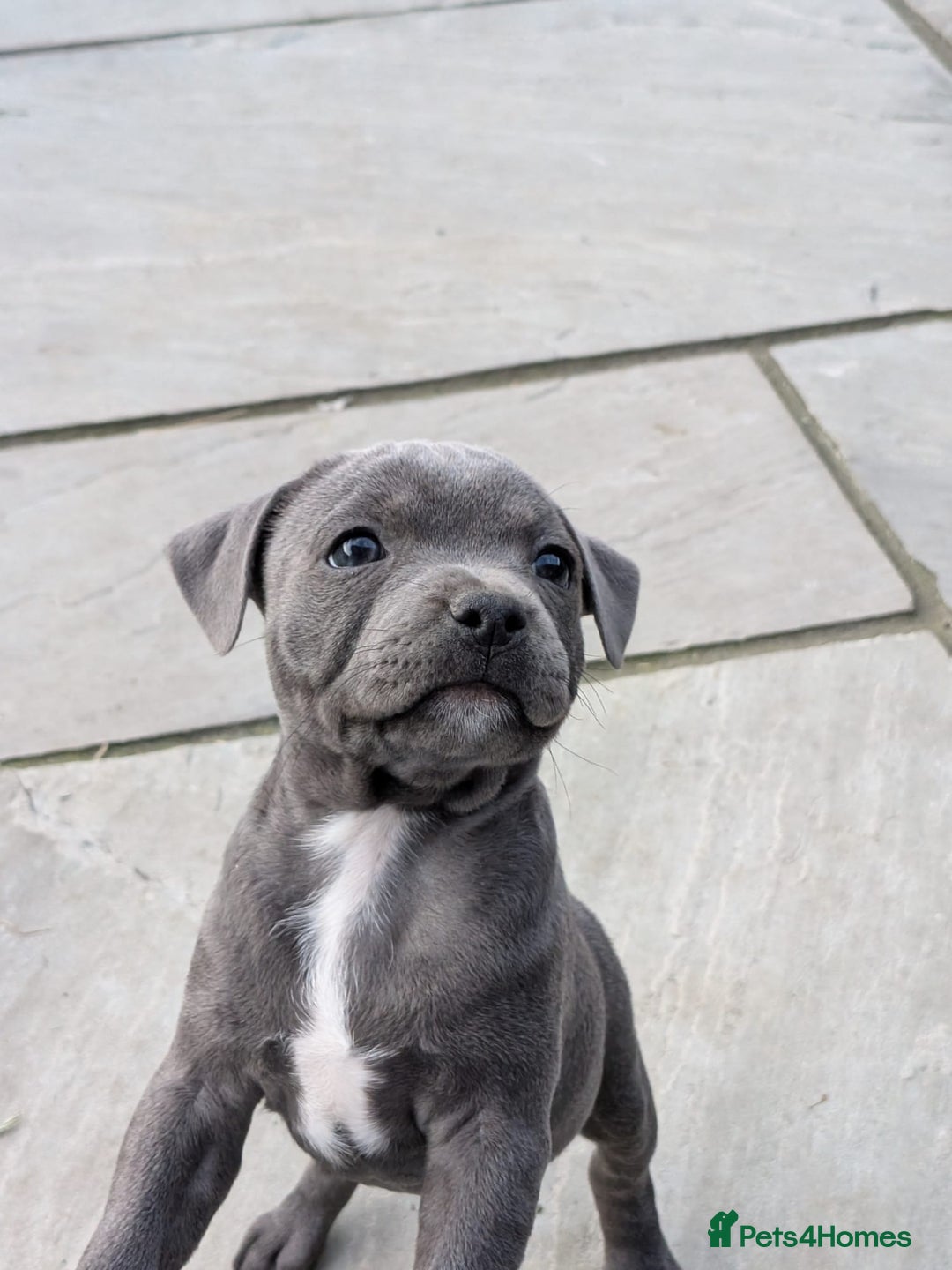 Staffordshire Bull Terrier dogs for sale: Champion Bred - Staffordshire Bull Terrier Puppies - Image 16