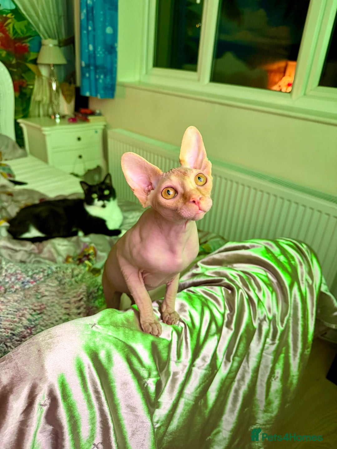 Sphynx cats for sale: Luna is looking for forever home - Advert 2