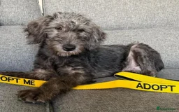 Mixed Breed dogs for adoption: Sammy (Hound/Terrier mix) - Image 10