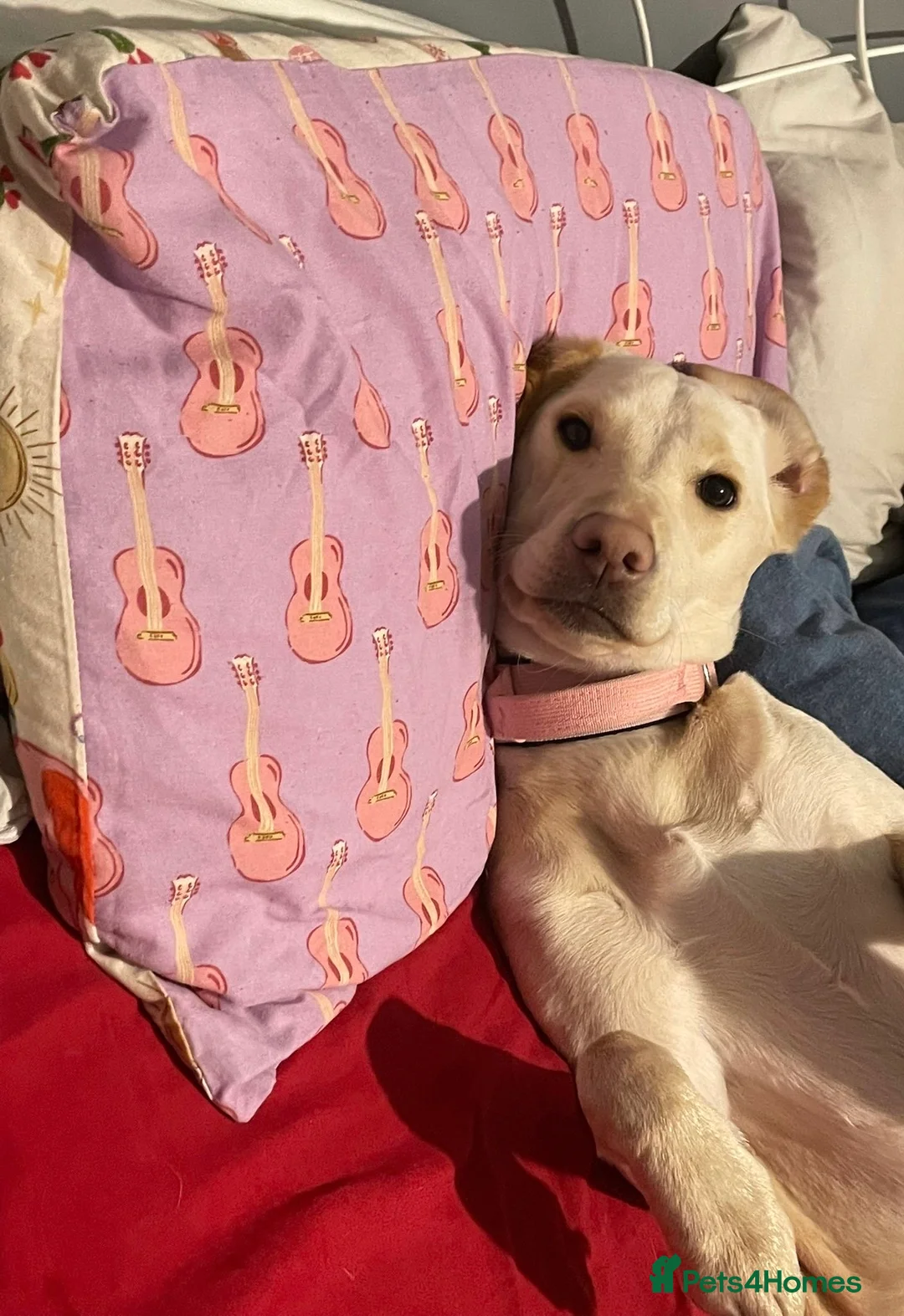 Labrador Retriever dogs for sale: Labrador Girl - Advert 2