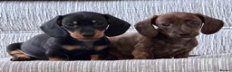 Miniature Dachshund dogs for sale: Miniature Dachshund  in Bury Saint Edmunds - Advert 4