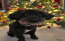 Maltipoo dogs for sale: Rosie maltipoo - Image 2