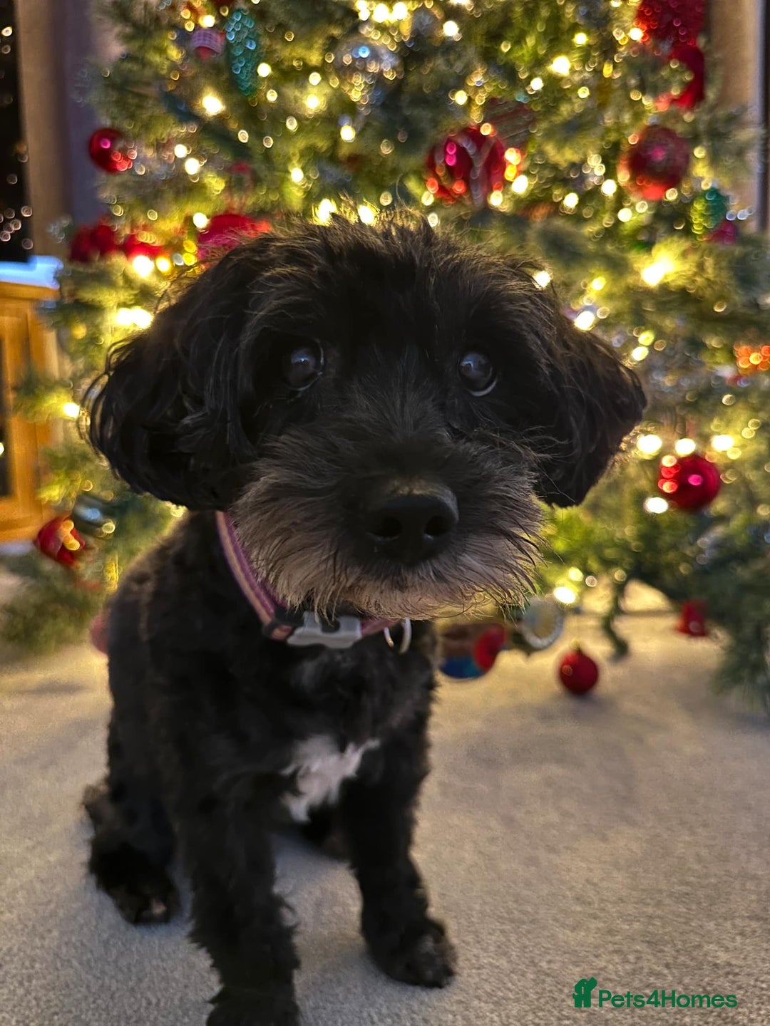 Maltipoo dogs for sale: Rosie maltipoo - Image 2