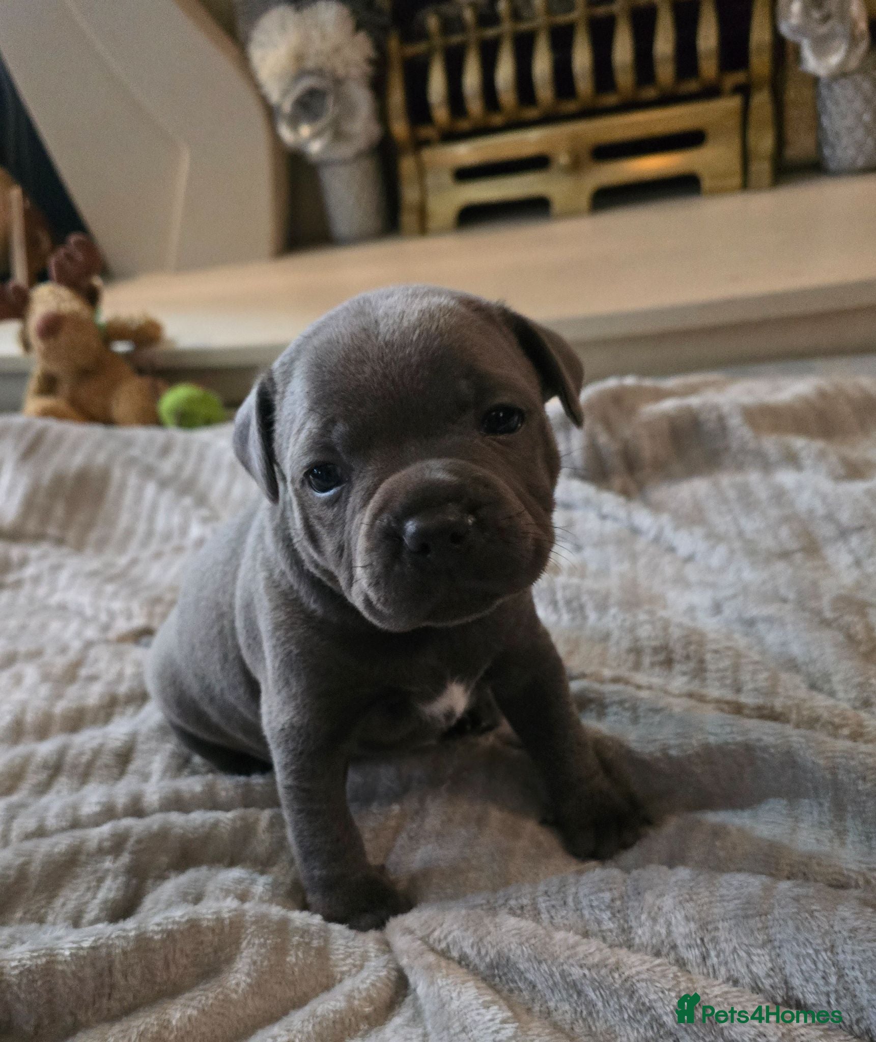 Staffordshire Bull Terrier dogs Stunning KC reg SBT BLUE PUPS - Advert 1