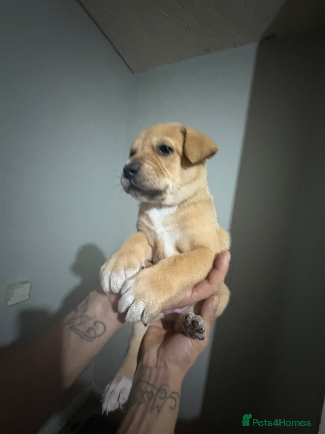 Mixed Breed dogs for sale: American akita  - Advert 6