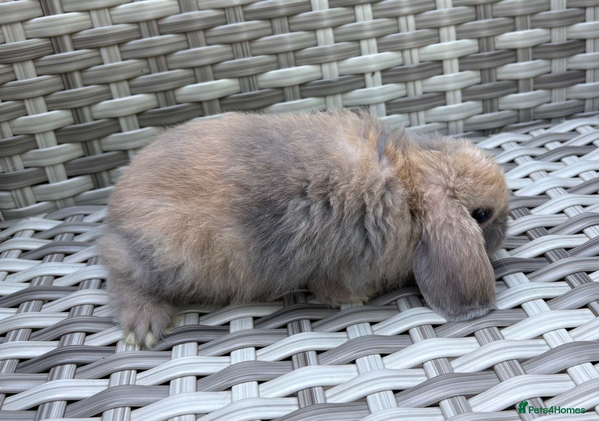 Mini Lop rabbits Pure bred mini lops - Advert 2