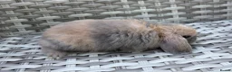 Mini Lop rabbits for sale: Pure bred mini lops - Advert 2