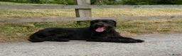 Giant Schnauzer dogs for sale: Giant Schnauzer Female 12 Months Old NOT KC - Advert 4