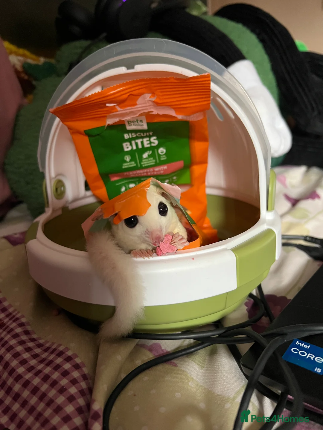 Sugar Glider rodents for sale: selling both sugar gliders  in West Drayton - Advert 7