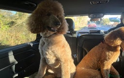 Standard Poodle dogs for sale: Beautiful Red Standard Poodles 3 Puppies Available - Image 5