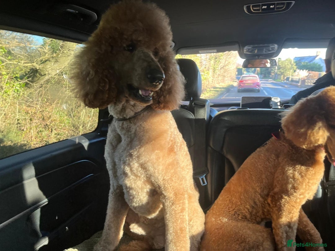 Standard Poodle dogs for sale: Beautiful Red Standard Poodles 3 Puppies Available - Image 5