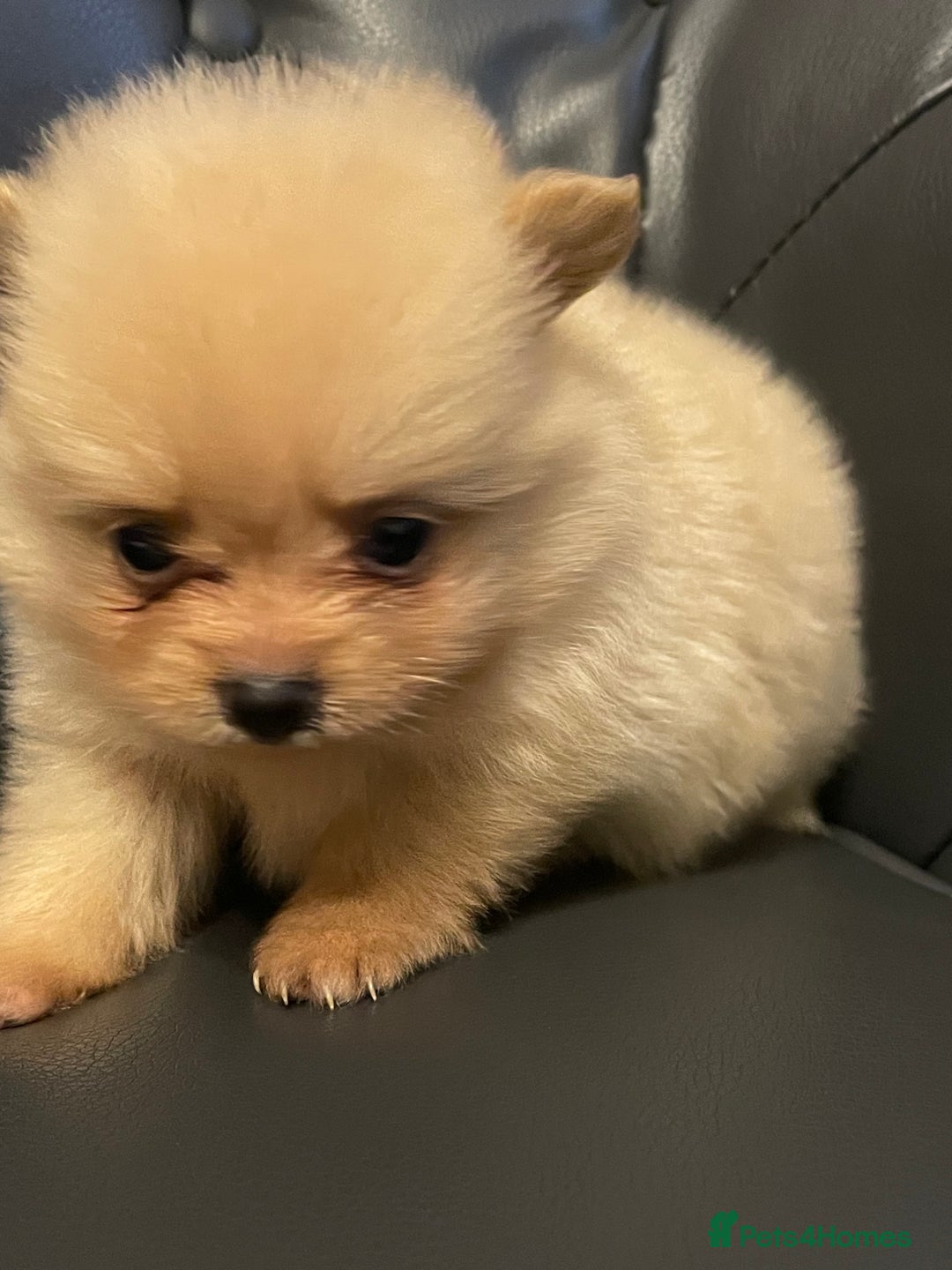 Pomeranian dogs for sale: Beautiful 🤩 Pomarenian puppies  - Image 15