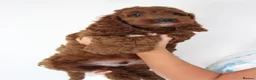 Irish Doodle dogs for sale: Stunning male Irish doodle puppies - Advert 7