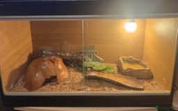 Python Snake reptiles for sale: Large ball python and vivarium - Image 7
