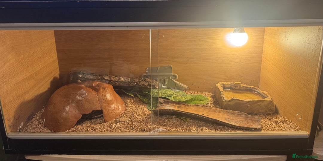 Python Snake reptiles for sale: Large ball python and vivarium - Image 7