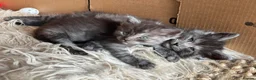 Ragdoll cats for sale: Kittens for sale - Advert 7