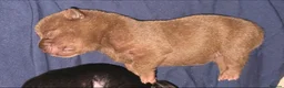Mixed Breed dogs for sale: Chowpei puppys for sale - Advert 9