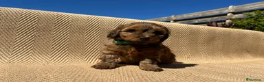 Green Collar Boy Puppy 6