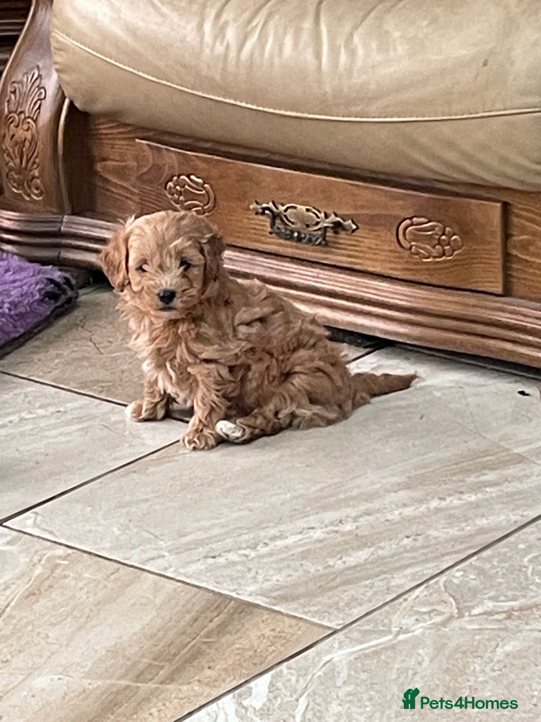 Cavachon dogs for sale: Cavapoochon puppies - Advert 5