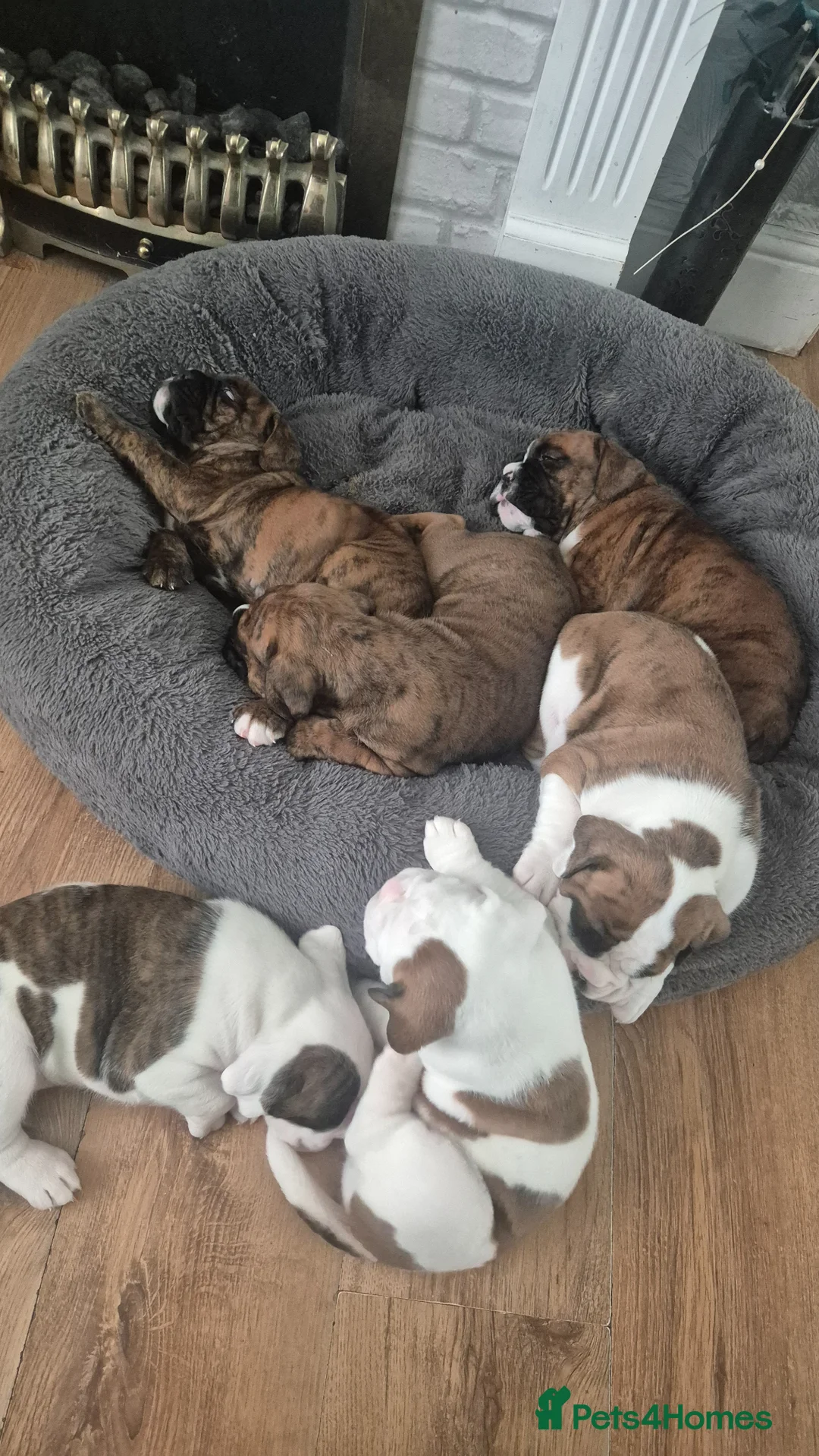 Boxer dogs for sale: Beautiful chunky boxer pups in Rotherham - Advert 16