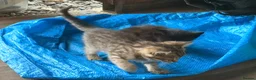Persian cats for sale: 4 beautiful kittens ready to go now !!! - Advert 4