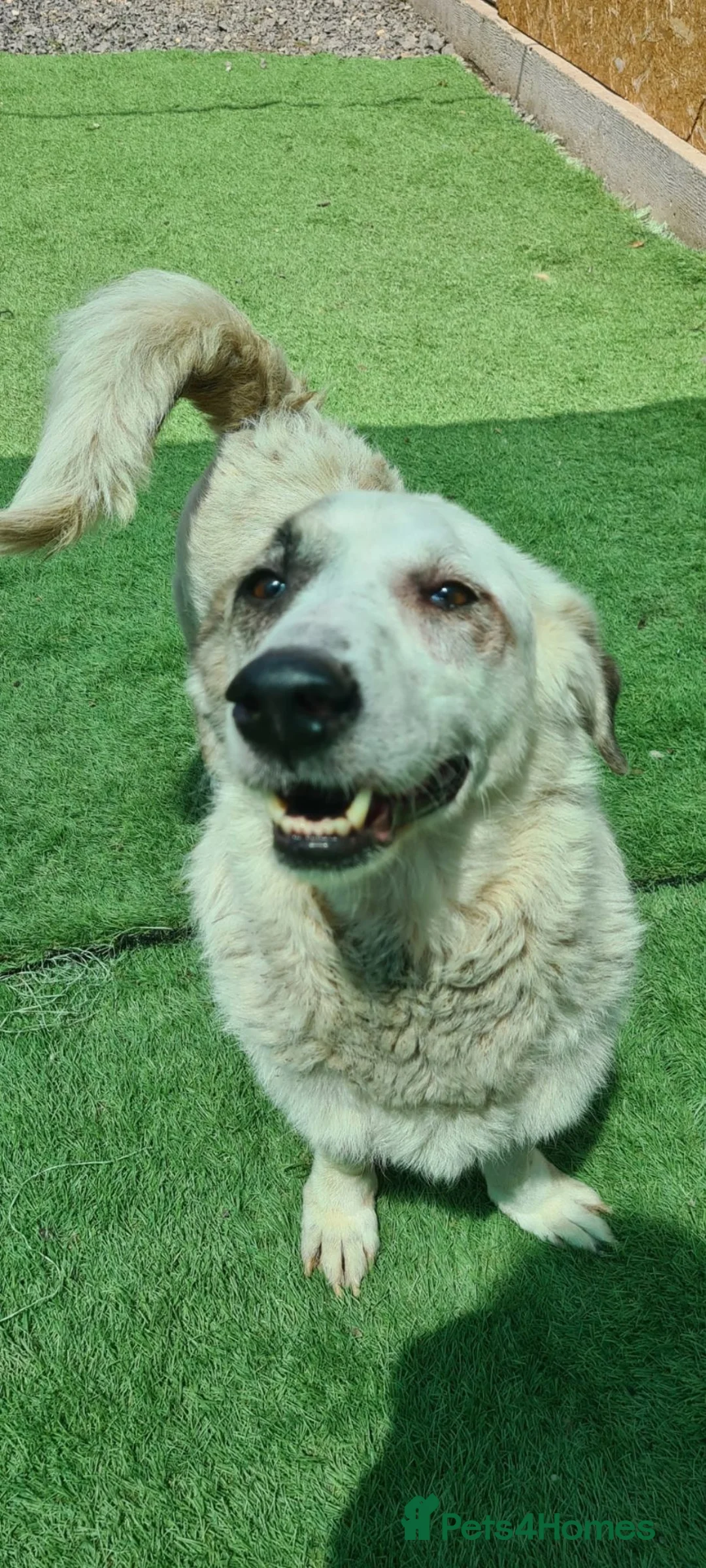 Mixed Breed dogs for adoption: Dave. 10 inch tall small  - Advert 2