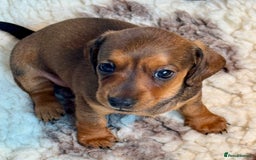Dachshund dogs for sale: Miniature Smooth Haired Dachshund - Image 2