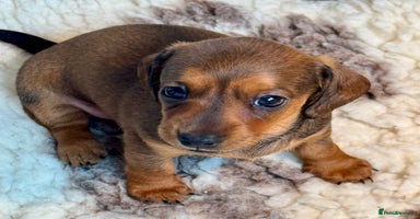 Dachshund dogs - Advert 1