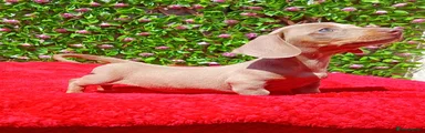 Miniature Dachshund 4