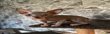 Sphynx Kitten 2